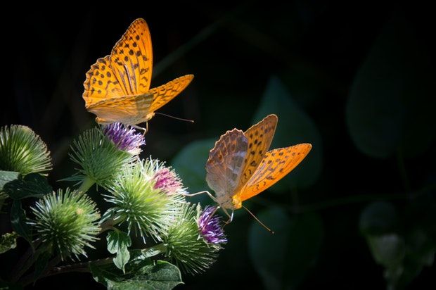 Sensational Butterflies exhibition at National History Museum