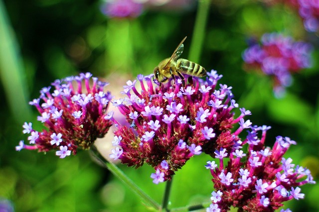 Wasp taking nectar from a Verbena bonariensis